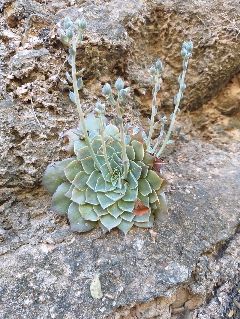 Graptopetalum sinaloensis photo 3
