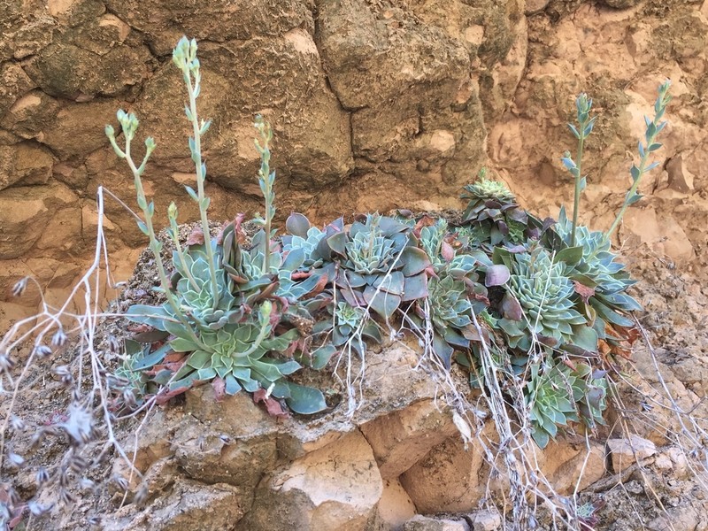 Graptopetalum sinaloensis photo 4