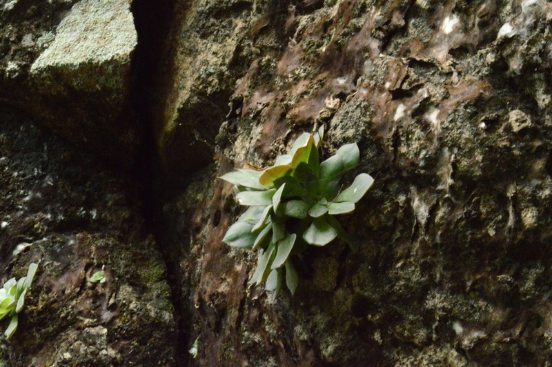 Graptopetalum sinaloensis photo 5
