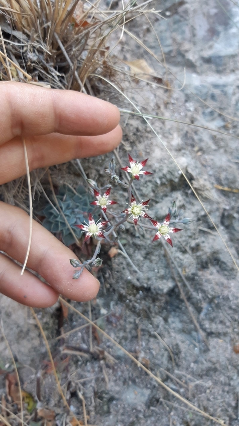 Graptopetalum sinaloensis photo 6