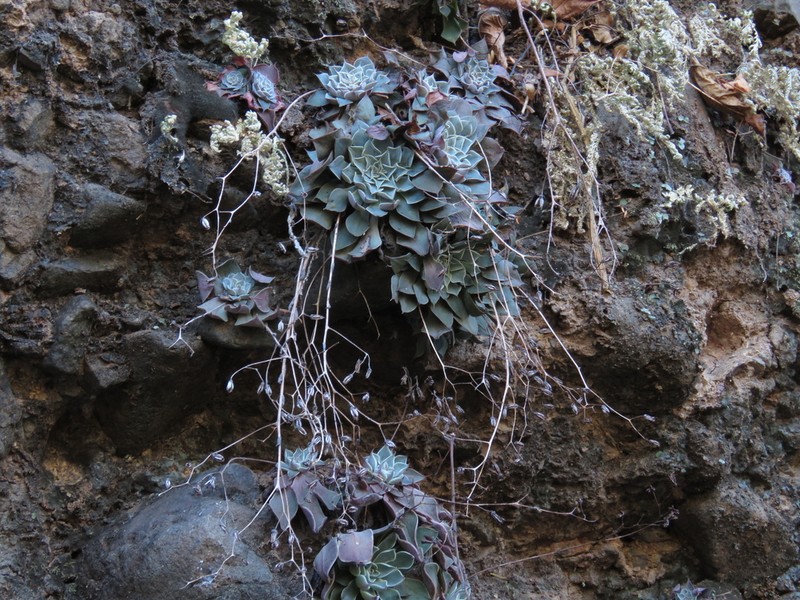 Graptopetalum sinaloensis photo 7