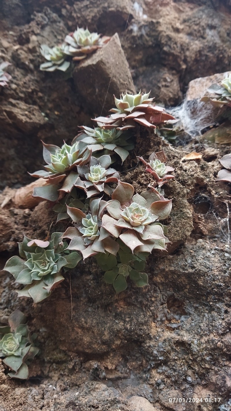 Graptopetalum sinaloensis photo 8