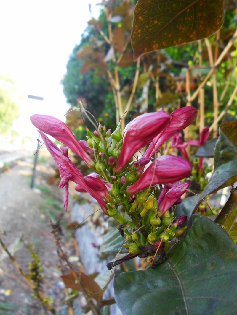 Caricature-Plant photo 4