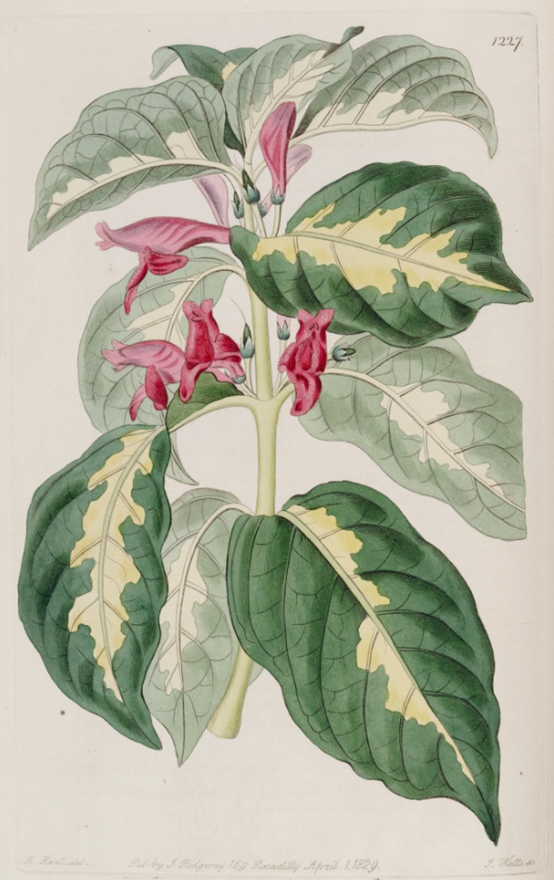 Caricature-Plant photo 5