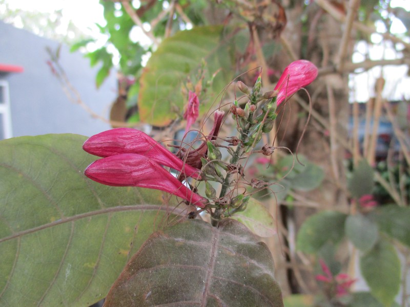 Caricature-Plant photo 6