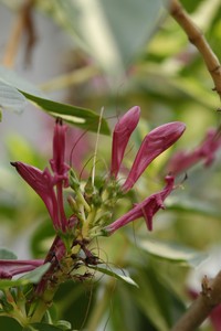 Caricature-Plant