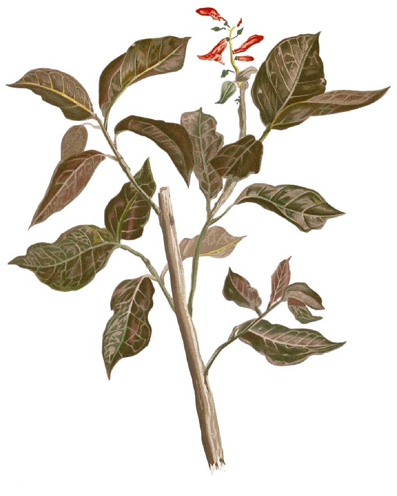 Caricature-Plant photo 2
