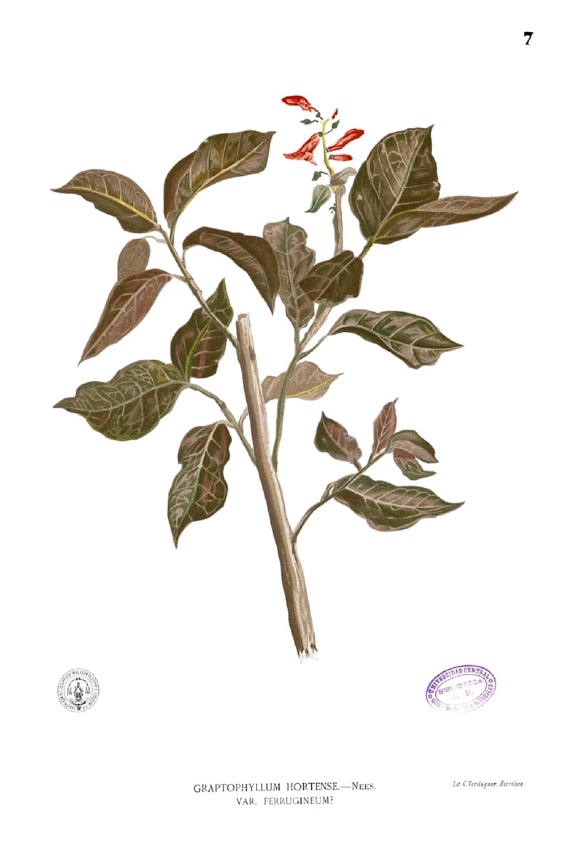 Caricature-Plant photo 3