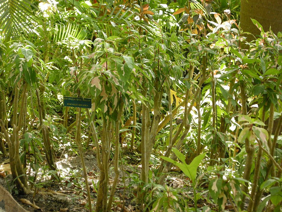 Caricature-Plant photo 7