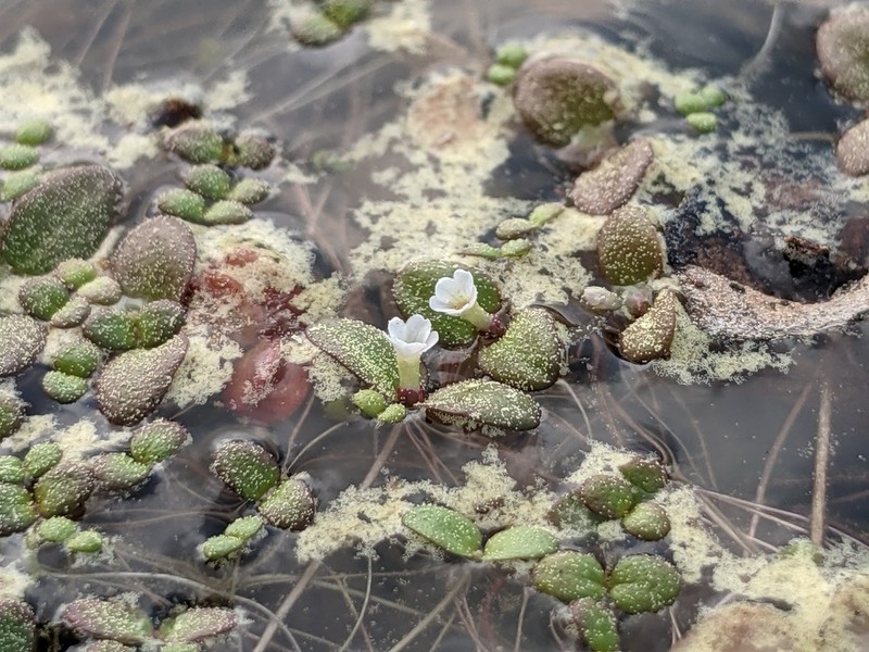 Little Amphianthus photo 2
