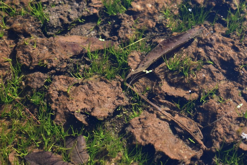 Little Amphianthus photo 3