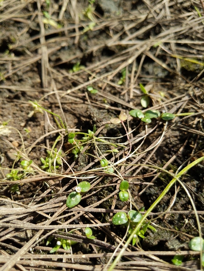 Little Amphianthus photo 5