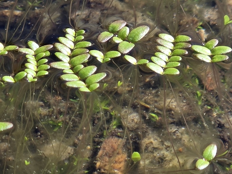 Little Amphianthus photo 6