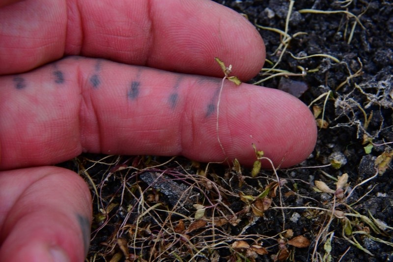 Little Amphianthus photo 7