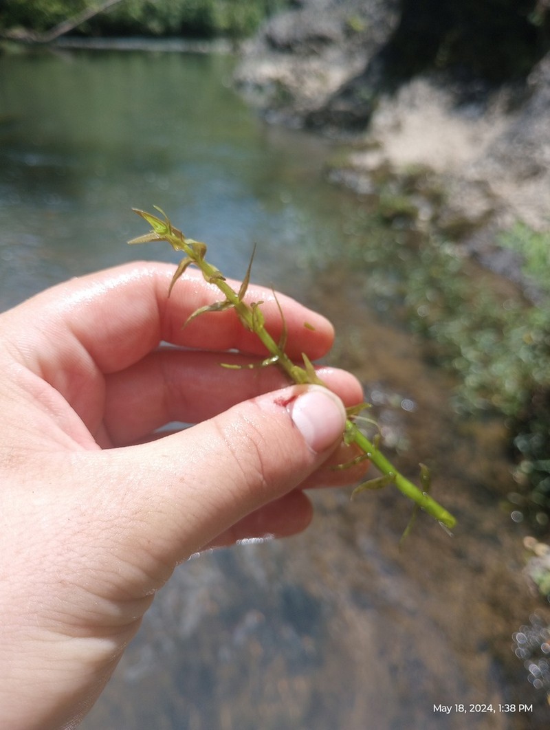 Sticky Hedgehyssop