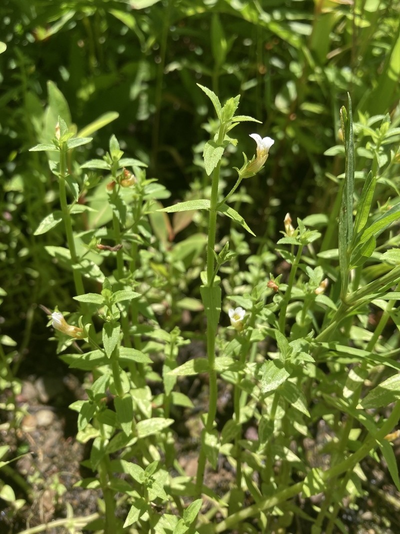 Sticky Hedgehyssop photo 2