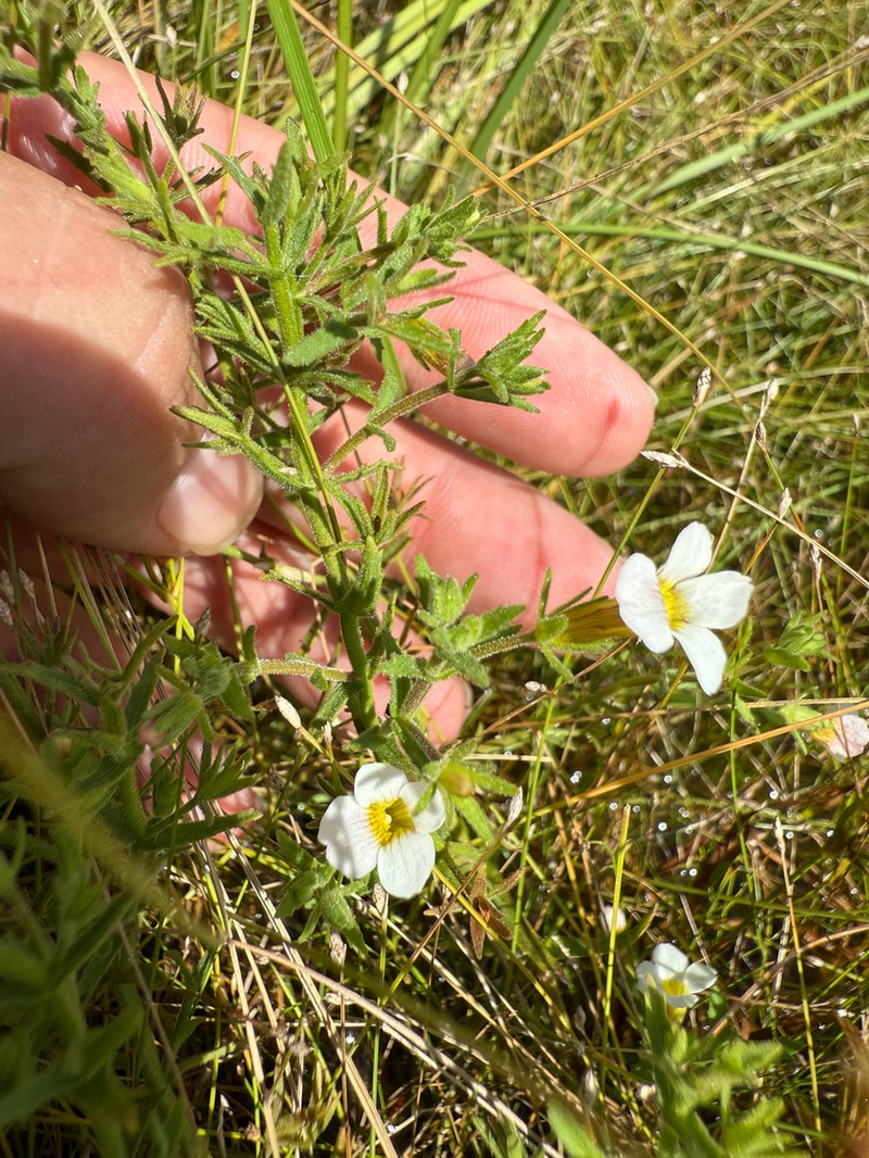 Sticky Hedgehyssop photo 3
