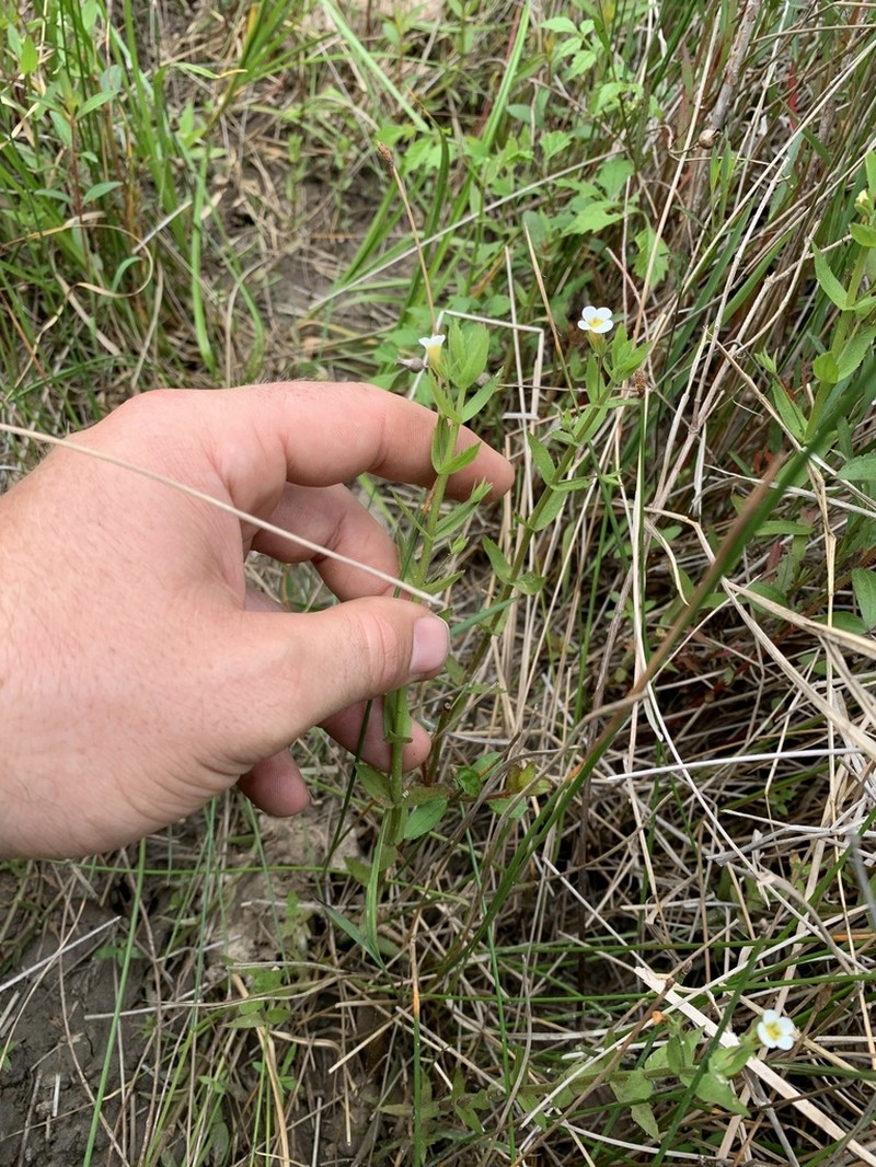 Sticky Hedgehyssop photo 4