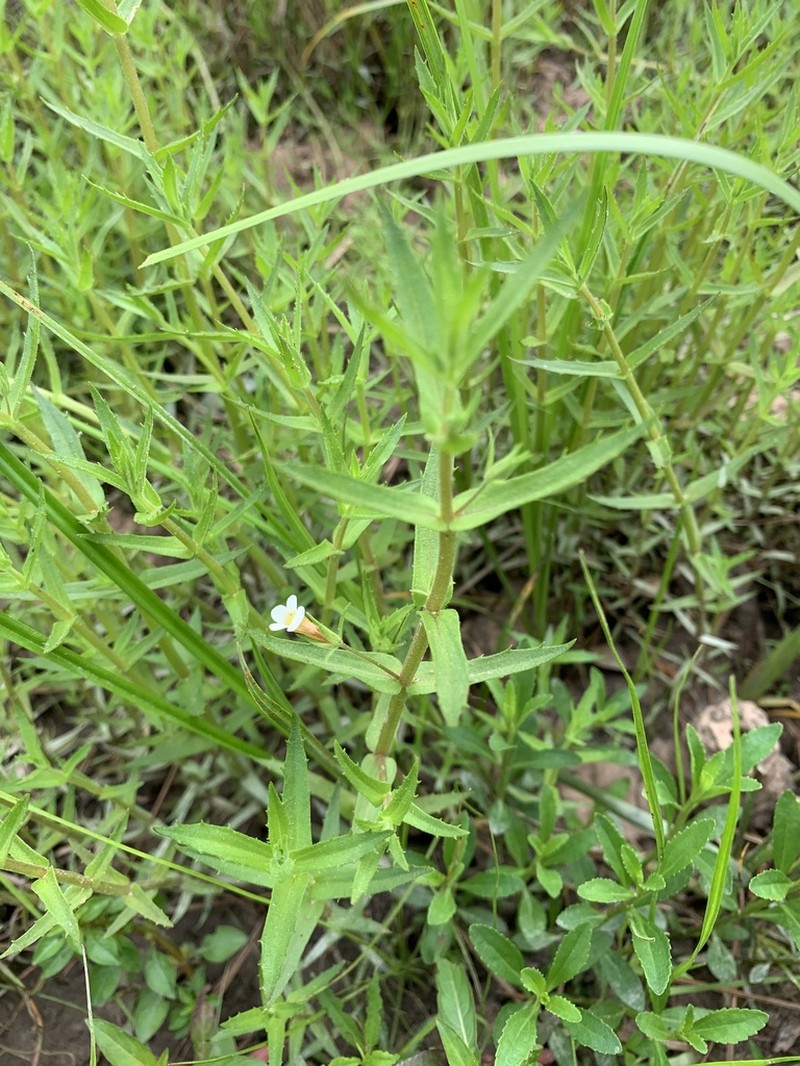 Sticky Hedgehyssop photo 5