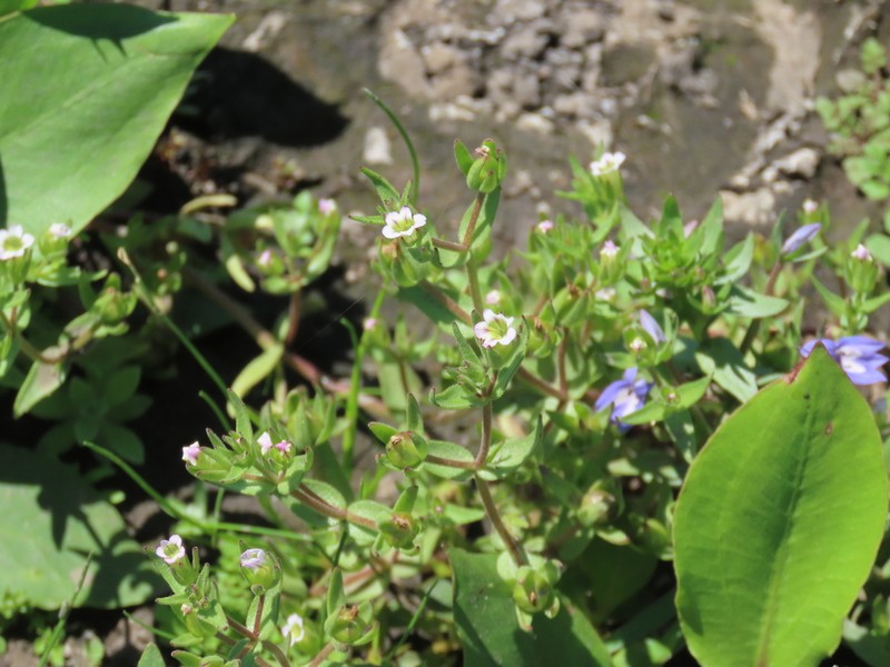 Bractless Hedgehyssop