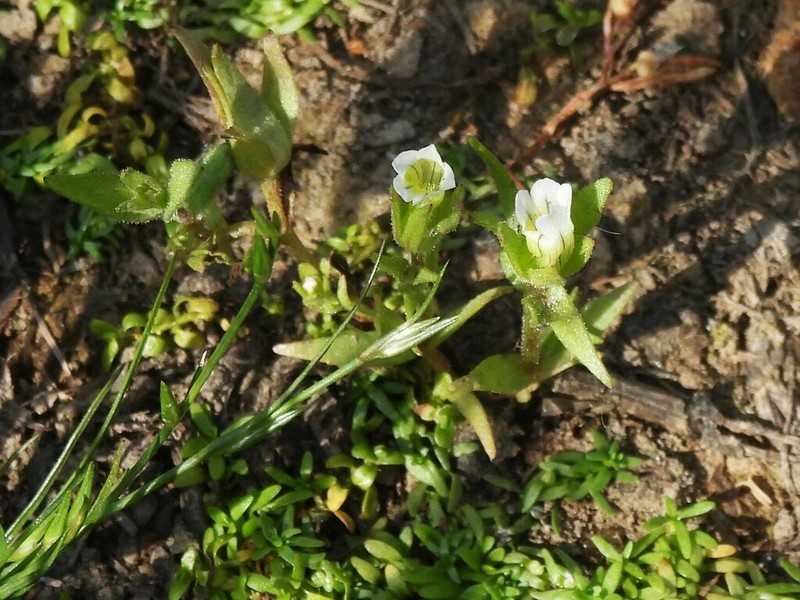 Bractless Hedgehyssop photo 2