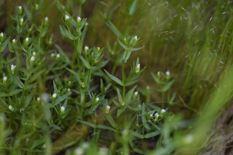 Bractless Hedgehyssop photo 3
