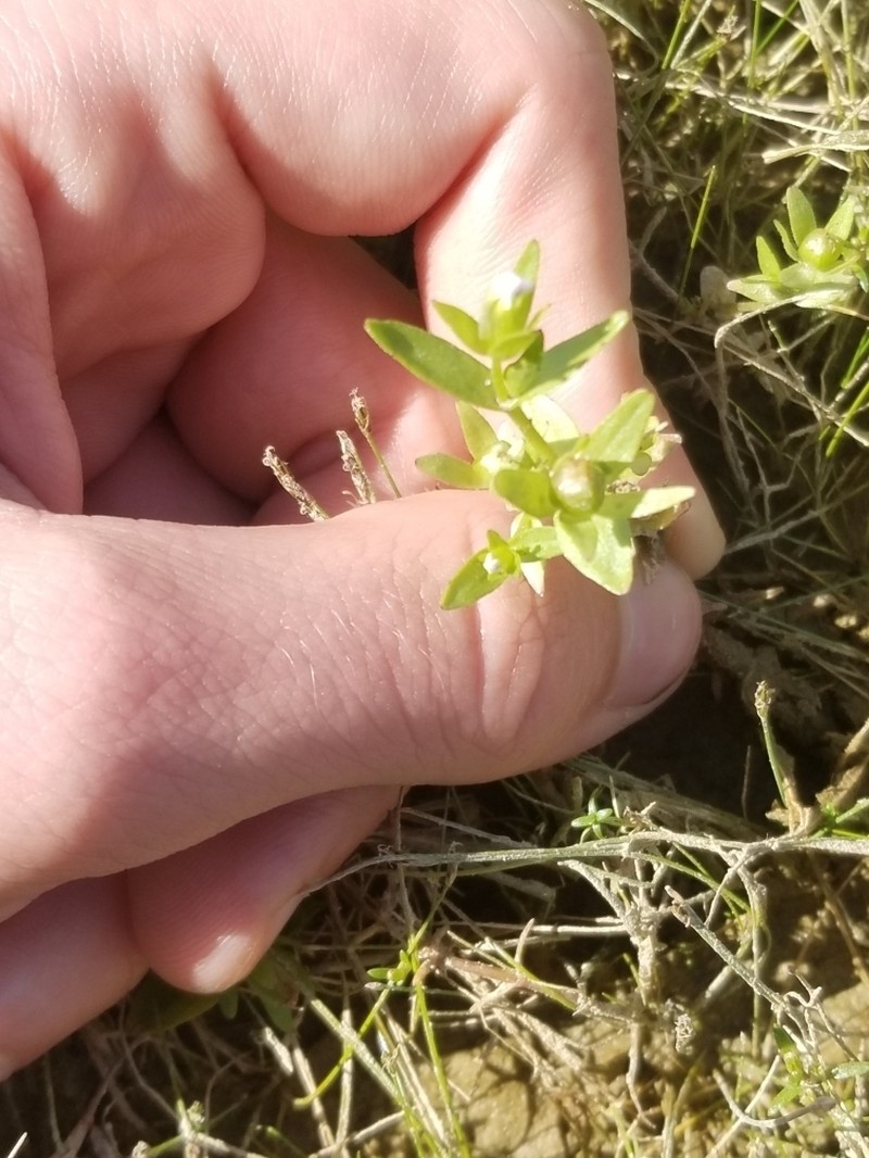 Bractless Hedgehyssop photo 4