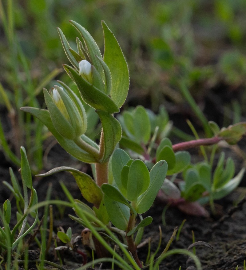Bractless Hedgehyssop photo 5