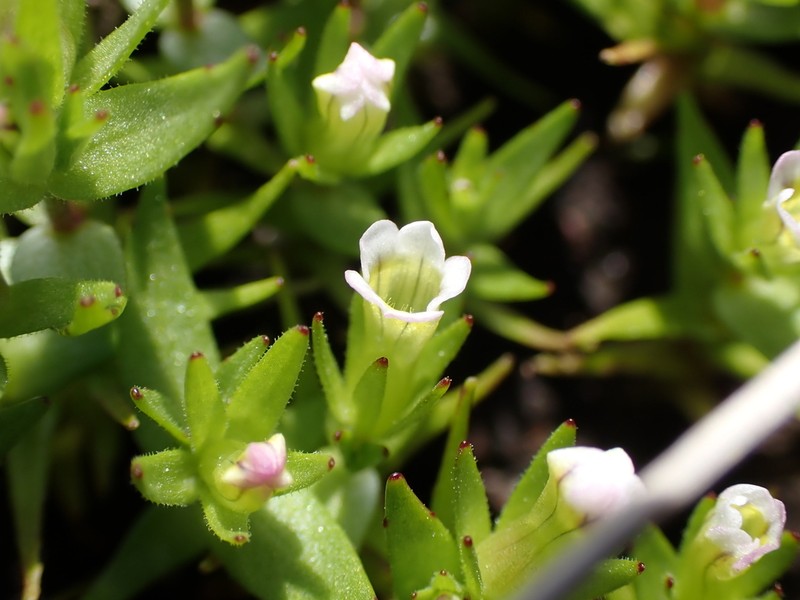 Bractless Hedgehyssop photo 6