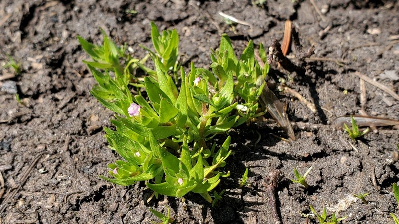 Bractless Hedgehyssop photo 7