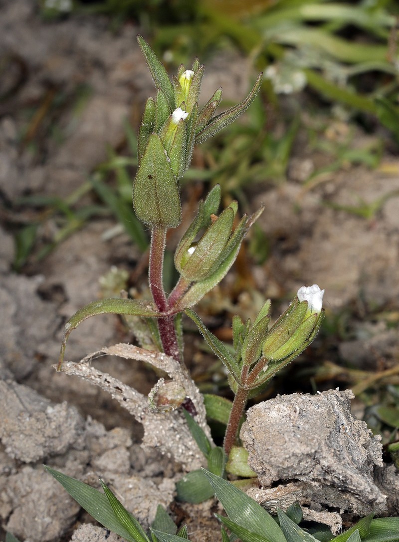 Bractless Hedgehyssop photo 8