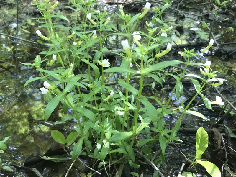 Florida Hedgehyssop