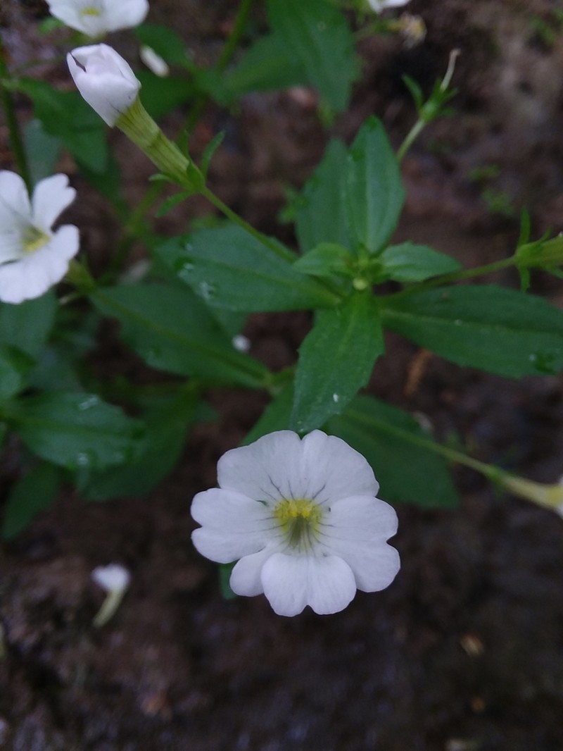 Florida Hedgehyssop photo 2