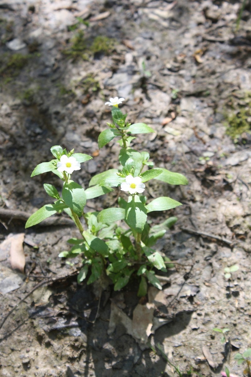 Florida Hedgehyssop photo 3