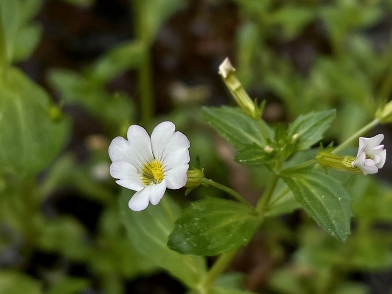 Florida Hedgehyssop photo 4