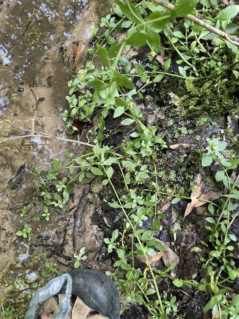 Florida Hedgehyssop photo 5