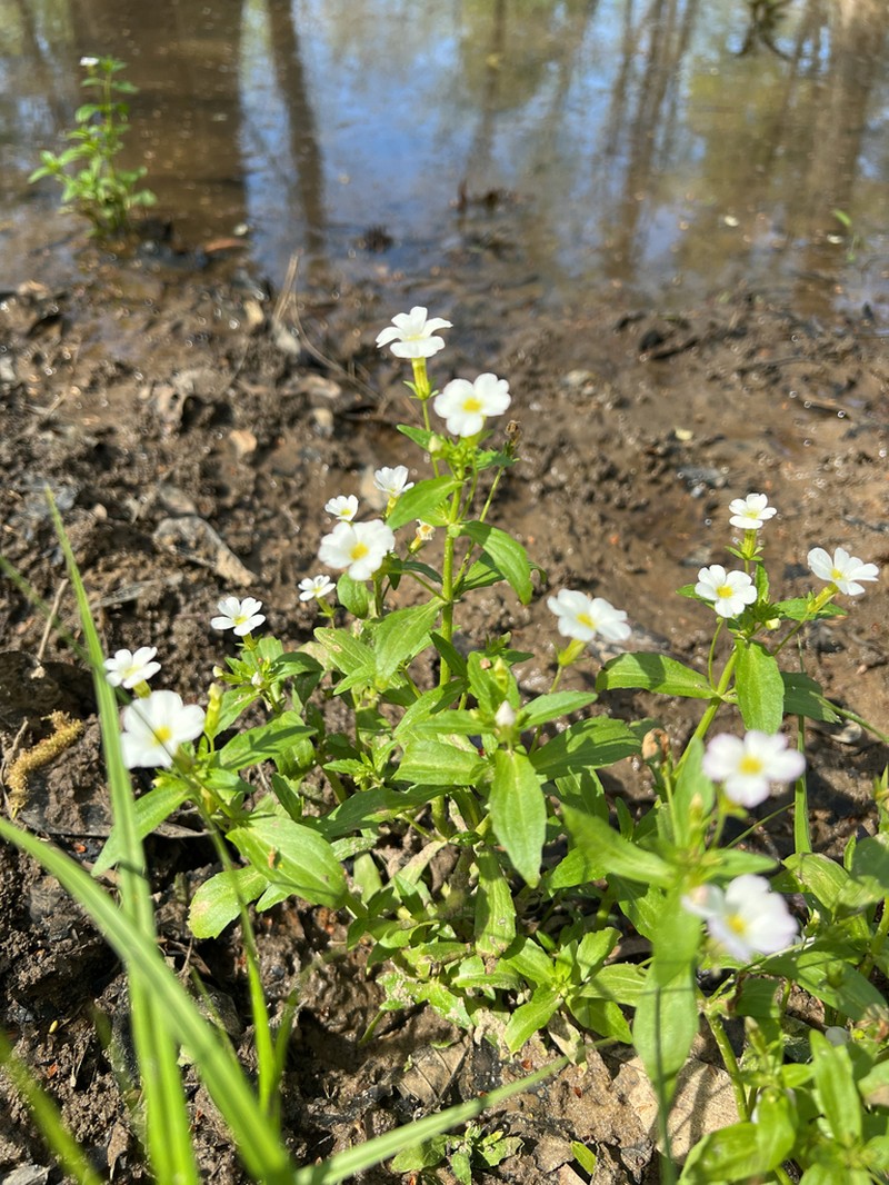 Florida Hedgehyssop photo 6