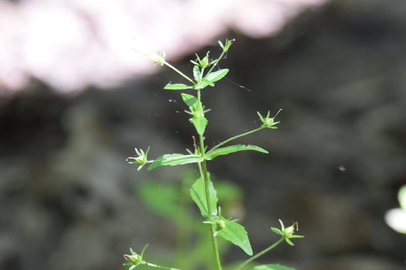 Florida Hedgehyssop photo 7