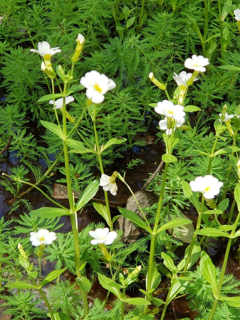 Florida Hedgehyssop photo 8