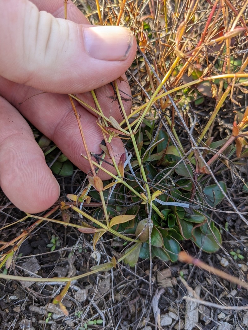 Granite Hedgehyssop photo 2
