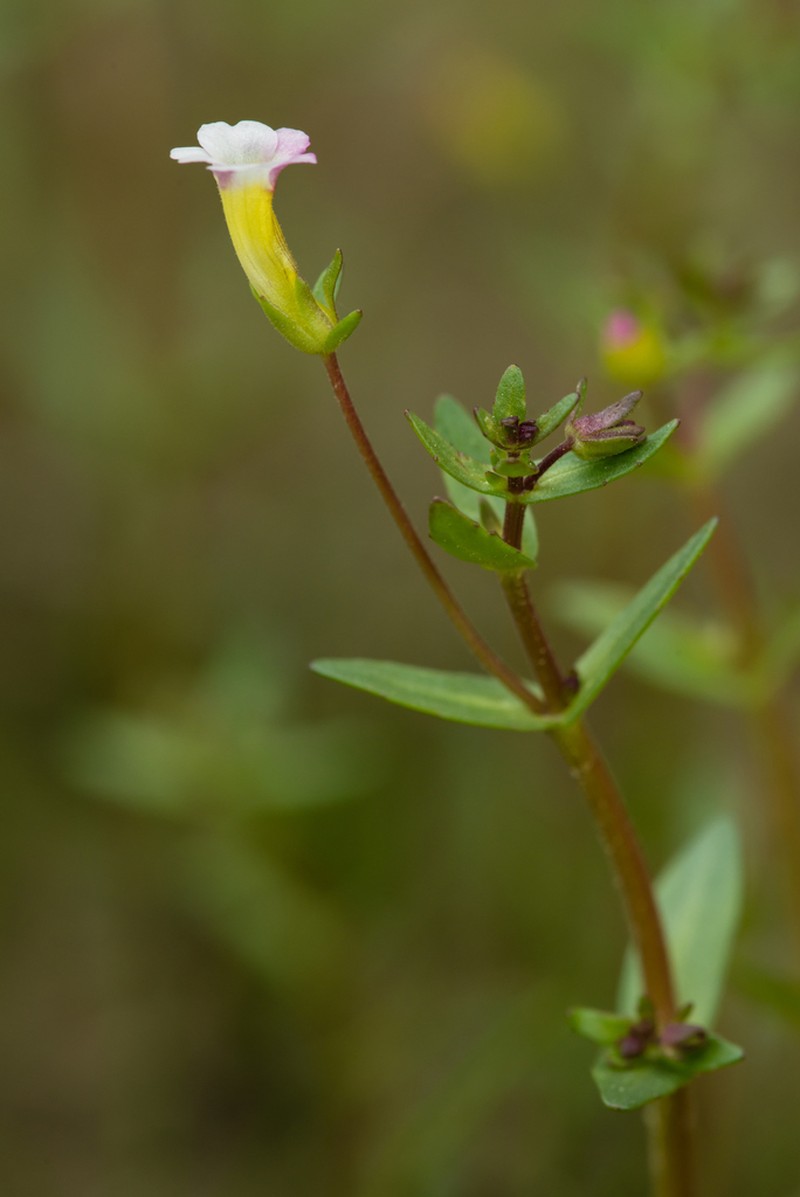 Granite Hedgehyssop photo 3