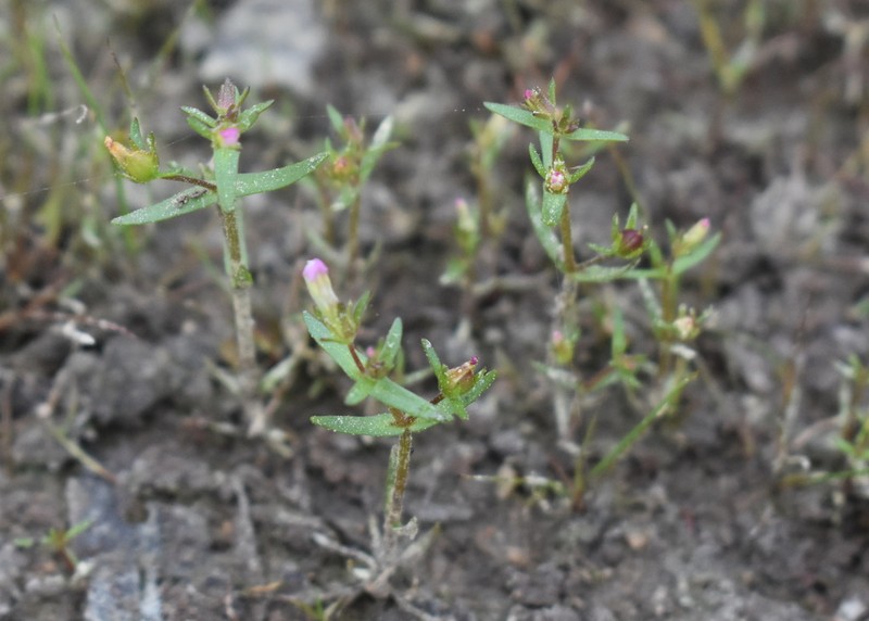 Granite Hedgehyssop photo 4