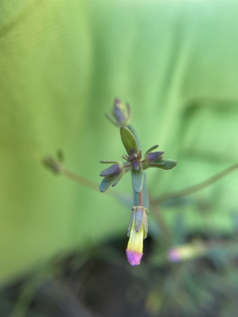 Granite Hedgehyssop photo 5