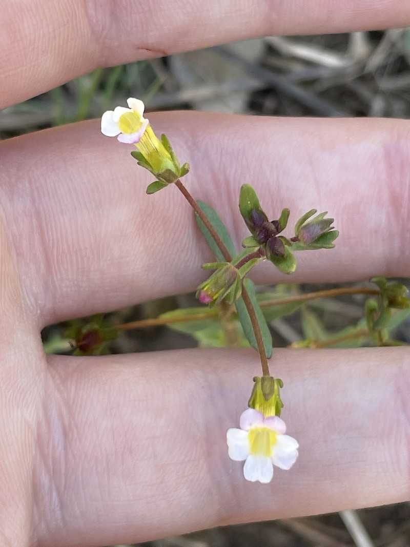 Granite Hedgehyssop photo 6