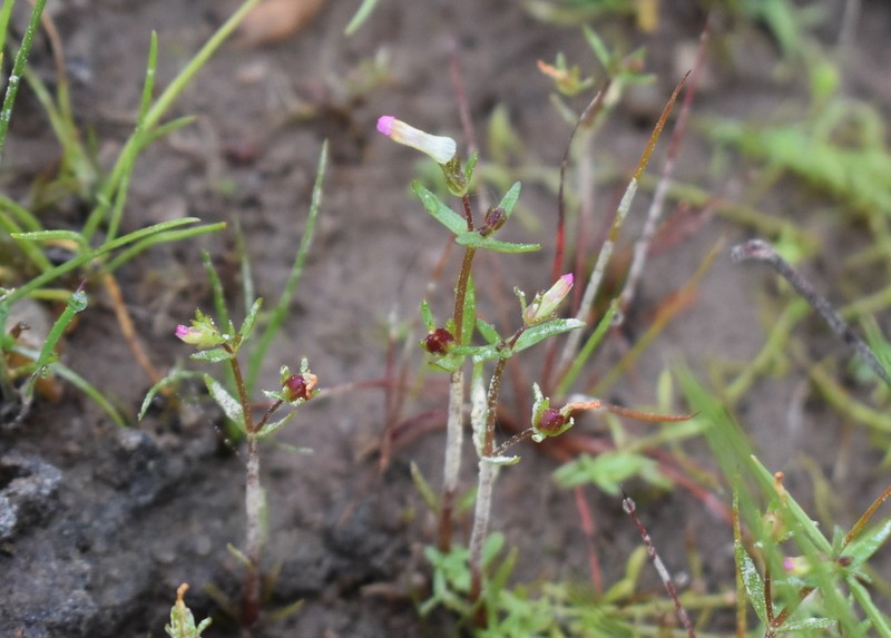 Granite Hedgehyssop photo 7