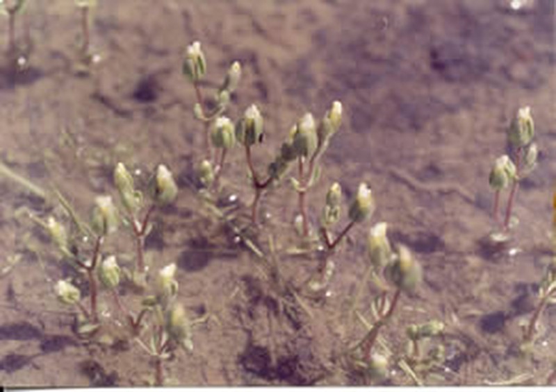 Boggs Lake Hedgehyssop