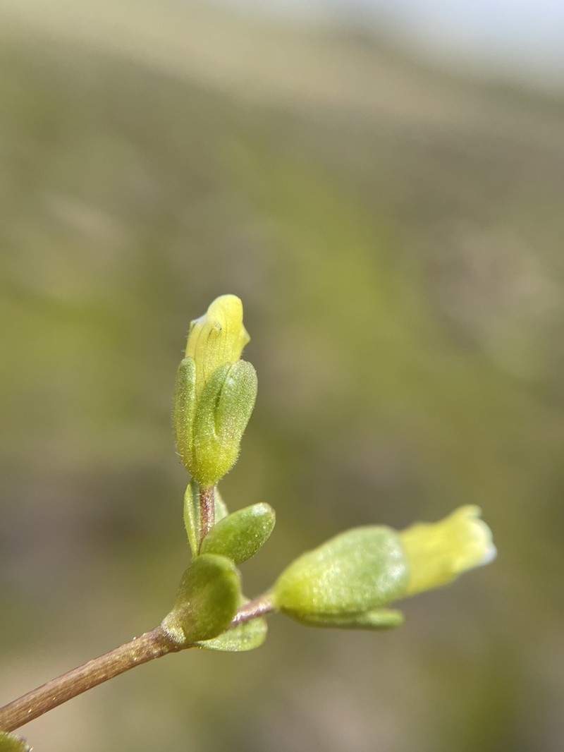 Boggs Lake Hedgehyssop