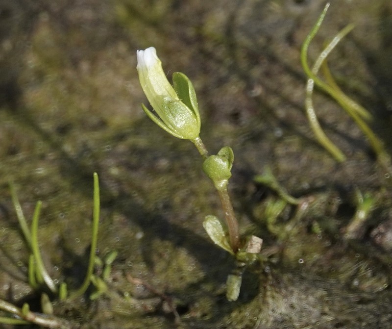 Boggs Lake Hedgehyssop photo 2