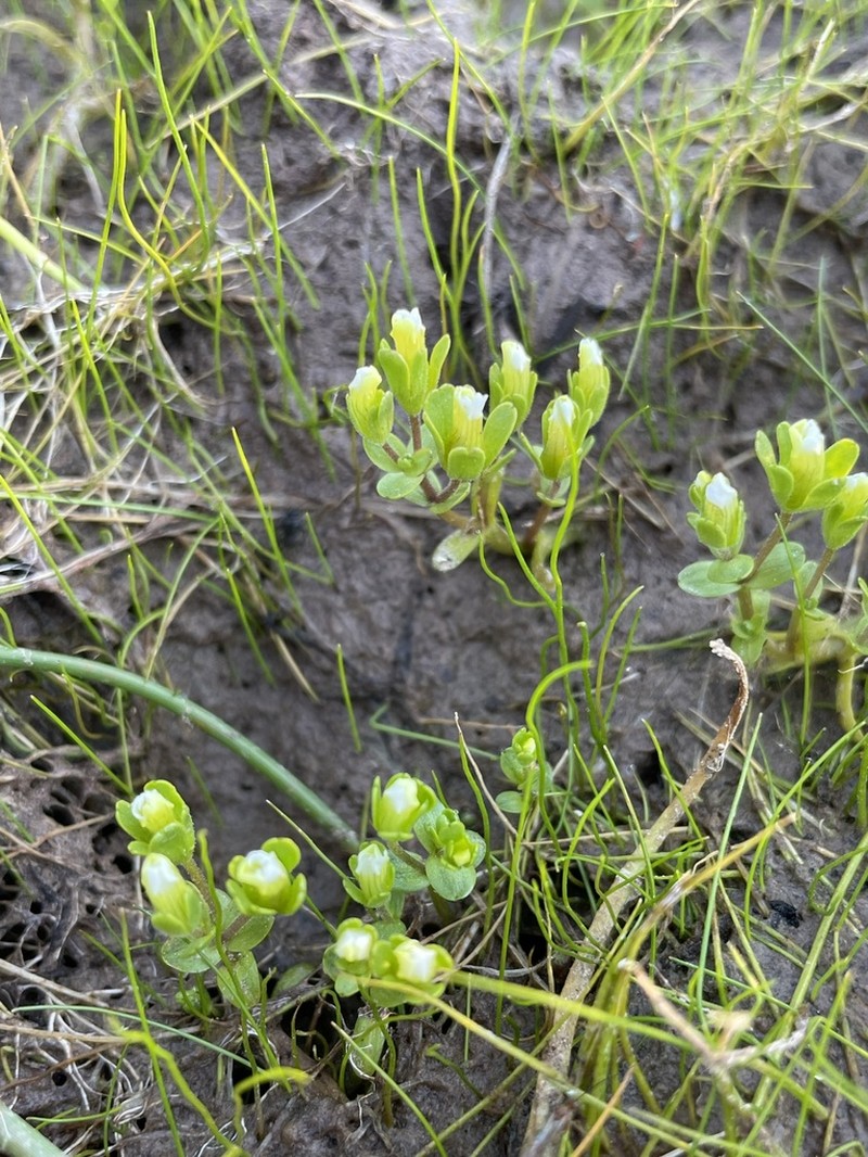 Boggs Lake Hedgehyssop photo 3
