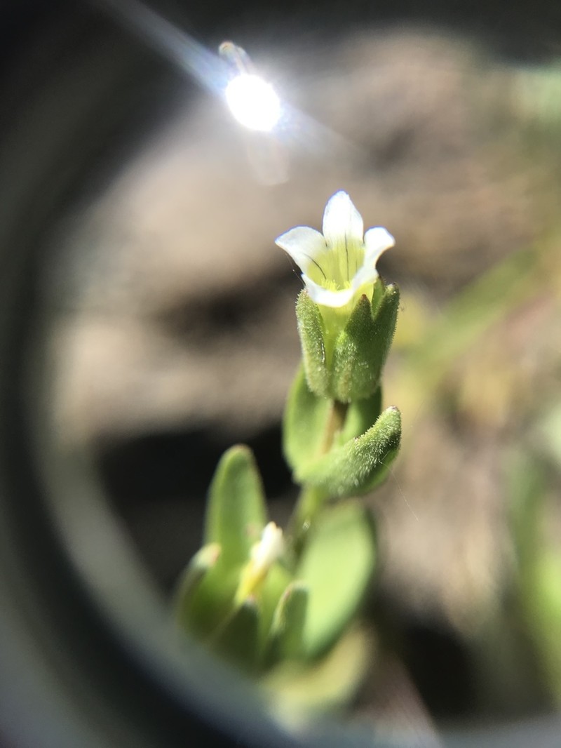 Boggs Lake Hedgehyssop photo 4